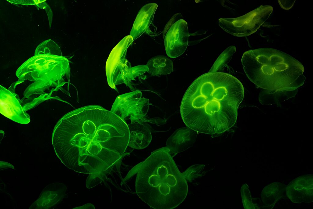 Glowing green jellyfish swim gracefully in a dark underwater setting, showcasing their delicate forms.
