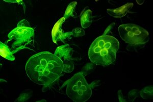 Glowing green jellyfish swim gracefully in a dark underwater setting, showcasing their delicate forms.